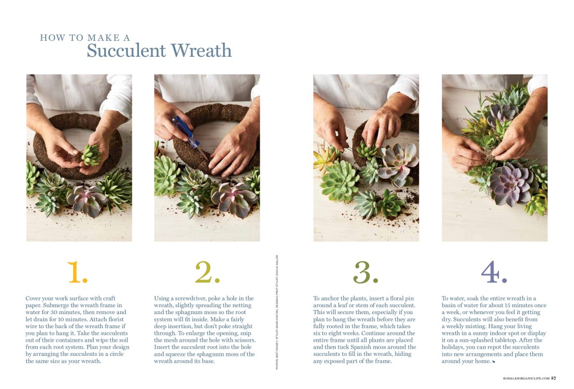 52_OL0117_SUCCULENTS3